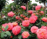 독일장미 영국 사계장미 빨간 [퀸오브하트] : 에버그린농원