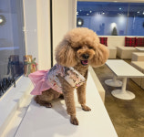 [펫보드레] 꽃길만 걷개 플라워 한복 원피스 강아지 한복원피스 설날 추석 전통옷 : 펫보드레