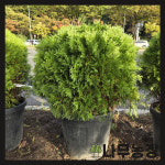 데니카 둥근 서양측백 상록수 사이프러스 정원수 울타리 나무 폭 30cm 내외 분 : 우리나무농장