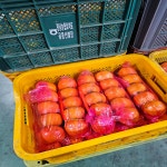 부유 단감  줄단감 5kg 10kg : 푸진이 상회