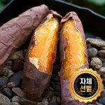 (랜덤박스용)형원농장 전라도 해남 직송 베니하루카 황토 꿀고구마 (2kg 한입) : 선물만땅