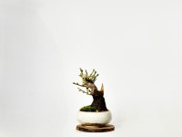 매화분재(야매) 꽃피는 미니분재 키우기 : 온쉼표가든