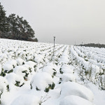 해들팜스 해남 절임배추 5kg 품질좋은 땅끝 해남 신선한 김장 절인배추 : 해들팜스