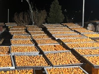 상민이네 | 감말랭이 | 500g + 200g : 상민이네 농장