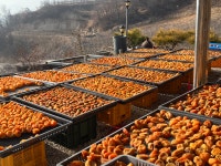 상민이네 | 감말랭이 | 500g + 200g : 상민이네 농장