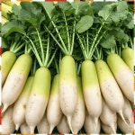 제주 월동 햇 세척 무 김장무 깍두기 국내산 산지직송 1.5kg, 1개 : 한입일구