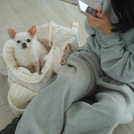 작은개자리 COZYETTA 강아지이동가방 초소형견 소형견 산책 켄넬 슬링백 : 작은개자리