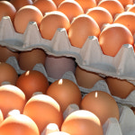 당일산란 HACCP인증 무항생제 계란 30구 특란 달걀 : 과일꾼