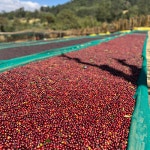 에티오피아 시다모 아르베고나 데스타 메자 내추럴 500g 커피리브레 스페셜티 골드문트 : 커피리브레