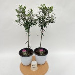 올리브나무 외목대 중품 x 2개 플랜테리어 반려식물 공룡꽃식물원 : 공룡꽃식물원