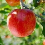 경북 문경 사과 부사 명절 선물세트 4.5kg : 레알팜마켓