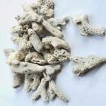 돌돌나라 뼈다귀산호사 뼈산호 30-50mm 1봉(1kg  수족관용품 여과재 : 돌돌나라