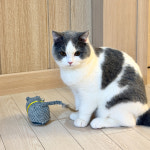 MAAH 고양이 자동 장난감 쥐 모형 인형 장난감 사냥놀이 스트레스 해소 : PETCA