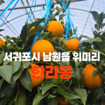 행복이네 농장 한라봉 10kg : 행복이네농장
