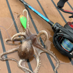 다이와 25 타코이카 X 플러스 선상쭈꾸미 갑오징어 낚시대 165MH, 1.65m : 다솔낚시마트 2동탄점