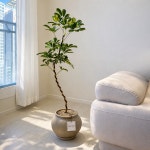 [챗플랜트] 무늬 쉐프렐라 홍콩야자 114cm 중형식물 거실인테리어 거실화분 공기정화 실내 : 챗플랜트