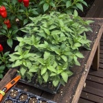 청양 고추 모종 매운 청량 키우기 50구 1세트 : 초키리치