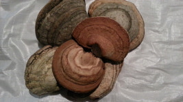 말굽버섯 통 건조 700g이상 자연산 상황버섯 : 진동산채농장