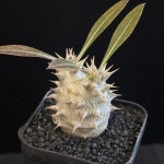 파키포디움 덴시플로럼 Pachypodium densiflorum 동일품- 6379 아프리카식물 다육이 키우기 아프리카농장 : 아프리카 농장
