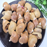 동해안 포항 골뱅이 800g 급냉 활 백골뱅이 백고둥 생물 : 위닝파트너스