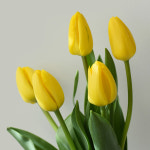 블리썸 튤립 반단 생화 봄꽃 절화 화병용 : BLISSOM