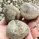 원더랜드 허브 야생 입실로투리아 비텐타쿨라타 말린 해삼 500g (약 28개) : 히카픽