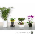 종로화분배달 승진화분 동양난 농장직송 : 꽃판다