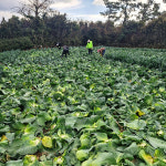 다이쓰 더 아삭하고 단맛 제주 직송 특등급 프리미언 꼬깔 양배추 5kg 8kg : 다이쓰쇼핑