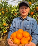 제주 천혜향 3kg 5kg [백화점 납품용] 고당도 명절 선물용 실속형 특상품 거북농장 : 제주 귤농부 거북농장