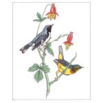 크리에이티브 헤이븐 오듀본 버드 컬러링북(성인 컬러링북 동물) : 티파하파픽