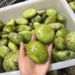 천연 미네랄 크리스탈 스톤 그린 오팔 팜 120g : 구병소소온