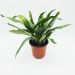 브로멜리아드 로얄페퍼 중품 : 담티수족관