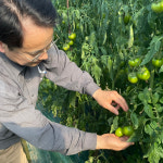 부산 대저 짭짤이 토마토 짭짜리 짭잘이 2.5kg : 호야랑농장