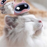 팔탸 펫 우주캣냥 브러쉬 그루밍 빗 펫미용 패드 : 팔타상점