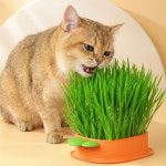 당근 캣그라스 키트 고양이풀 키우기 수경재배 : 펫블랙