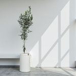 돈나무 개업 금전수 개업축하화분 배달 거실 금전수 화분 선물 인테리어식물 : 브라더가든