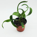 브로멜리아드 로얄페퍼 : 담티수족관