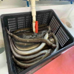 튼실 활 바다장어 1kg 신선 당일 1kg 1~3미 구이 양념 장어 통영 남해 : 제로원 푸드