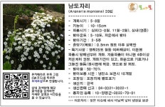 남도자리 씨앗 20립 소포장 : 모야모가든센터