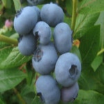 블루베리나무 묘목 레가시2.5년생 포트묘 : sm묘목농원