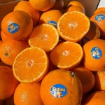 만다린 귤 생만다린 고당도 제철 감귤 금귤 낑깡 썬키스트 큐티 수입 미국 : 착한보부상점