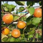 살구묘목 하코트 신사대실 산형3호 접목1년 뿌리묘 : 트리몬스터