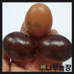 밤나무묘목 대보 옥광 왕밤 접목1년 뿌리묘 : 트리몬스터