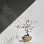 춘우 플랜트 스튜디오 대구 인테리어 감성 식물 에스토니 뮬렌베키아4 : 춘우 플랜트 스튜디오