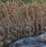 포도나무 묘목 샤인머스켓 청포도나무 5년생  분묘 : sm묘목농원