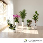 강원화분배달 승진화분 동양난 농장직송 : 꽃판다