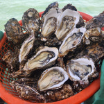 겨울제철 입망 석화굴5kg 삼배체 하프셀 통영굴 : 제철맛나