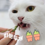 고양이들판 동결건조 캣그라스 밀싹 화분 두개 분량 헤어볼, 4g, 1개 : 고양이들판