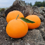 고당도 못난이 제주 천혜향 제철 2kg 3kg 5kg 중소과 대과 천해양 천해향 : 별난 유니마켓