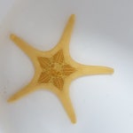 더블 불가사리 : 카스리프팜